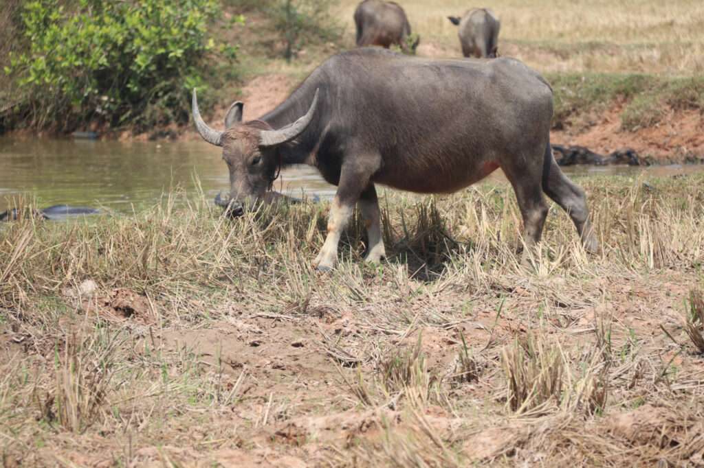 A large water buffalo grazing by a small pond in a dry, grassy field during a rural tour.