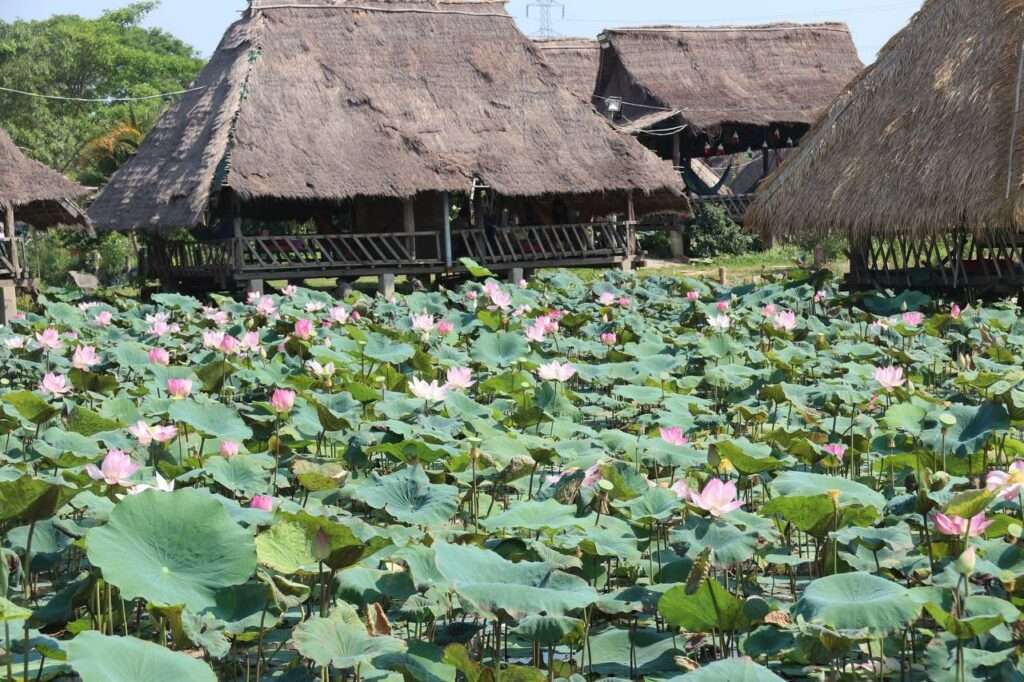 A large field of pink lotus flowers and green lily pads blooming in front of traditional Khmer thatched-roof stilt houses